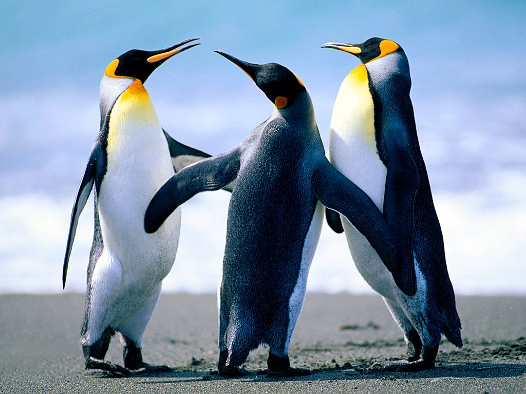 Penguins-1